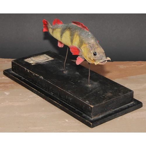 785 - Natural History - a preserved fish specimen, mounted for display, the stand 31cm wide