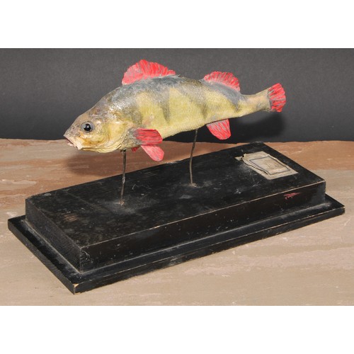 785 - Natural History - a preserved fish specimen, mounted for display, the stand 31cm wide