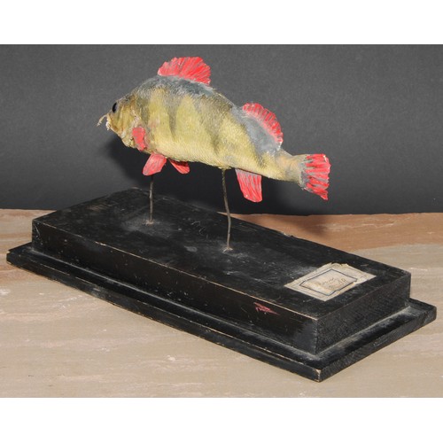 785 - Natural History - a preserved fish specimen, mounted for display, the stand 31cm wide