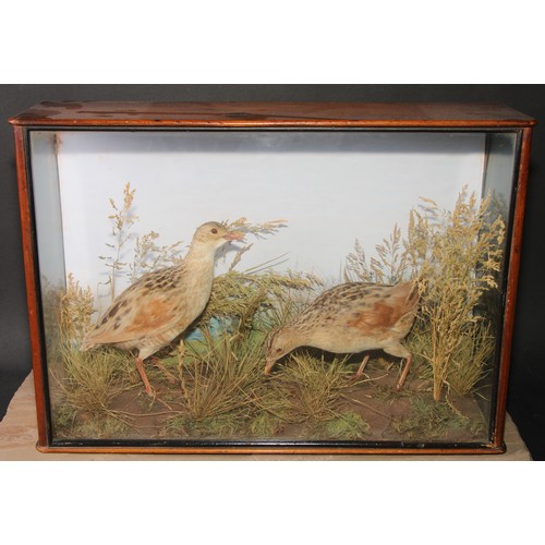 814 - Taxidermy - a pair of corncrake, naturalistic setting with dried grasses, mahogany case, ebonised st... 