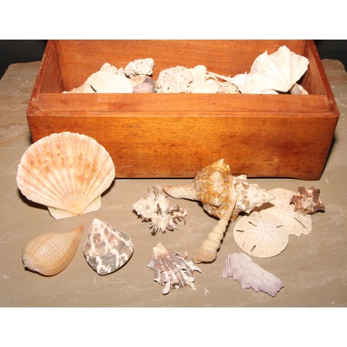 766 - Conchology - a collection of sea shells and maritime specimens, the box 35.5cm wide