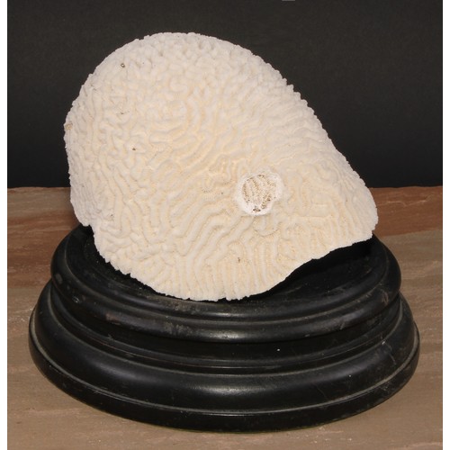 780 - Natural History - a large brain coral specimen, mounted for display, 21cm high