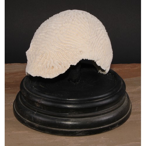 780 - Natural History - a large brain coral specimen, mounted for display, 21cm high