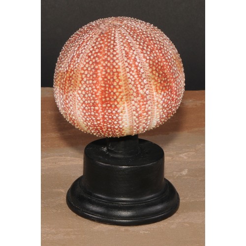 789 - Natural History - a sea urchin, mounted for display, 16cm high