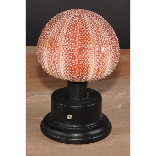 789 - Natural History - a sea urchin, mounted for display, 16cm high