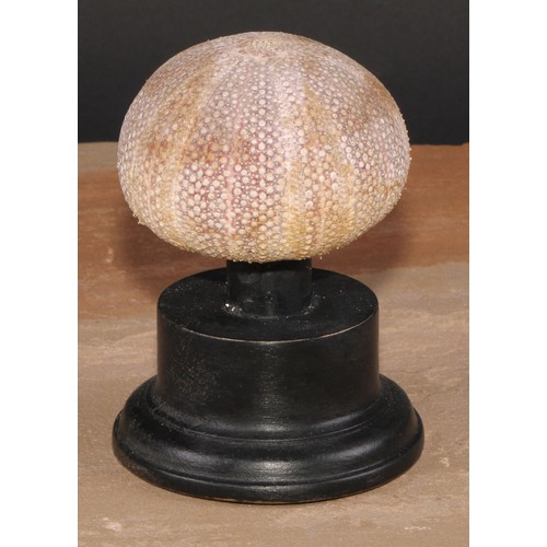 787 - Natural History - a sea urchin, mounted for display, 12cm high overall