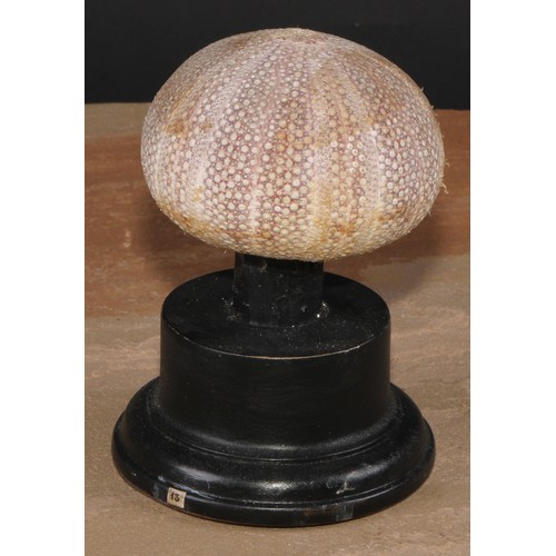 787 - Natural History - a sea urchin, mounted for display, 12cm high overall