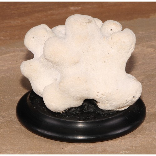 776 - Natural History - a coral specimen, mounted for display, 8cm high overall