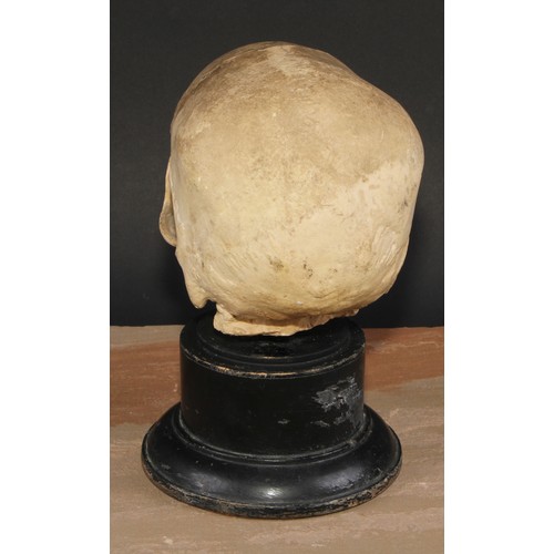 617 - Medical - Anatomy - an early 20th century doctor's plaster anatomical model, of a human skull, mount... 