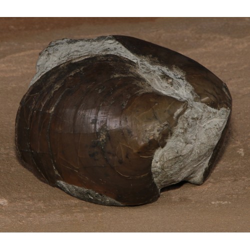 805 - Natural History - Paleontology - a bivalve fossil specimen, mounted for display