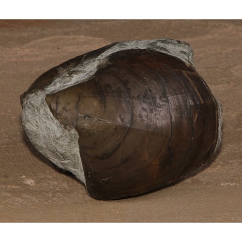 805 - Natural History - Paleontology - a bivalve fossil specimen, mounted for display