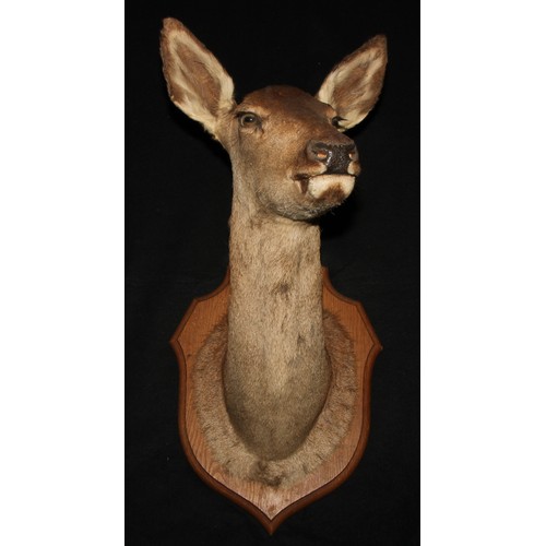 815 - Taxidermy - A Red Deer doe, mounted on a shield-shaped plaque, 85cm high x 37cm wide