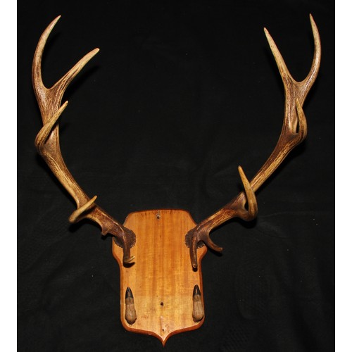 816 - Taxidermy - a set of stag antlers, twelve points, mounted with hooves, shield shaped mount, 77cm spa... 