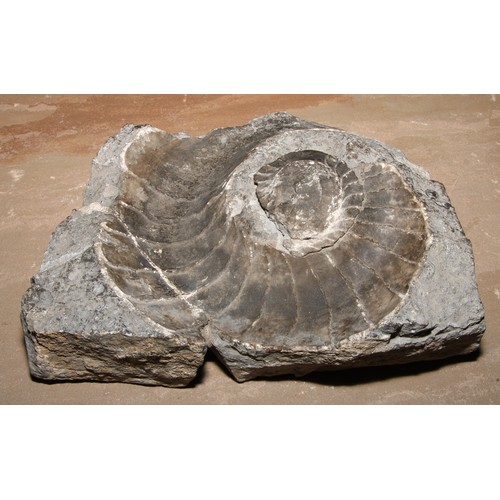 807 - Natural History - Paleontology - an ammonite fossil, 27cm x 22cm