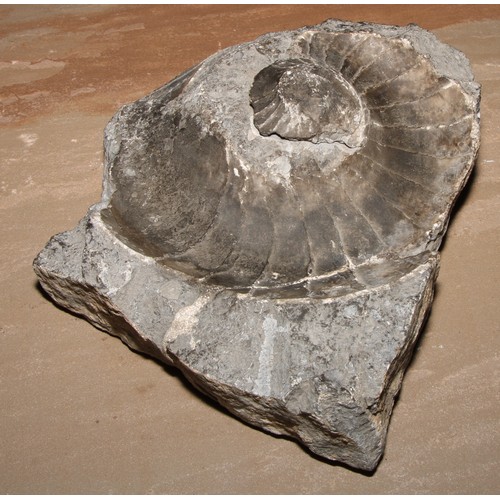 807 - Natural History - Paleontology - an ammonite fossil, 27cm x 22cm