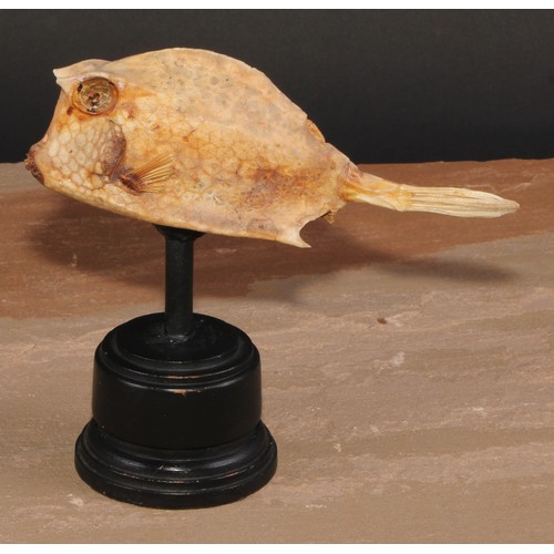 811 - A Box Fish, ebonised base, 15cm high