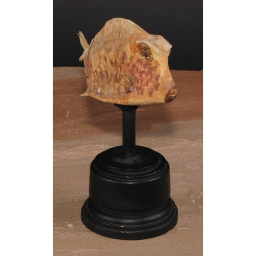 811 - A Box Fish, ebonised base, 15cm high