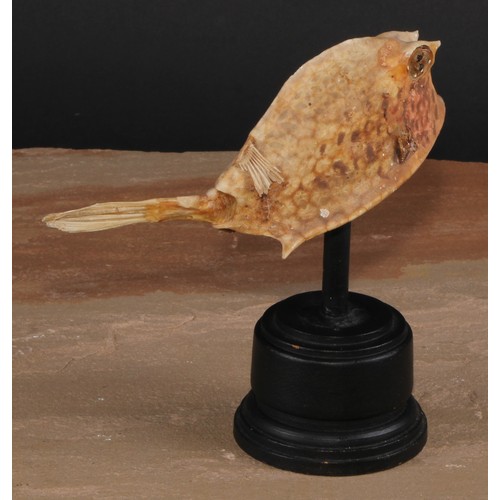 811 - A Box Fish, ebonised base, 15cm high