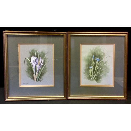 224 - Stephen Gayford (Bn.1954)
A pair, Snow Gentian and Crocus
signed, watercolour and gouache, 22cm x 16... 