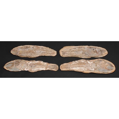 784A - Natural History - a pair of bisected sandstone specimens, each enclosing an impression of a fossilis... 