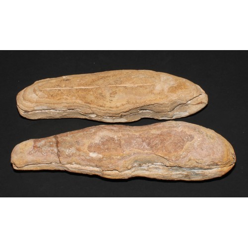 784A - Natural History - a pair of bisected sandstone specimens, each enclosing an impression of a fossilis... 