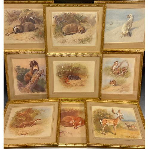 55 - Archibald Thorburn (1860 - 1935), after, British Wildlife, a set of nine lithographs, gilt frames, e... 