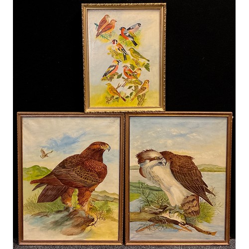 58 - Robert Morley (Derbyshire artist, early 20th century), a pair, Golden Eagle, and Osprey, each 61cm x... 