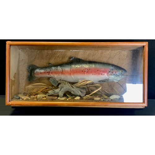 115 - Taxidermy - a naturalistically mounted Rainbow Trout, wall mounting glazed pine case,  39cm high, 75... 