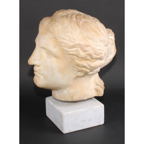 2143 - A museum type composition model, the head of Venus, after the Antique, 38cm high