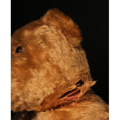 81 - A large early 20th century jointed golden mohair teddy bear, attributed to Steiff (Germany) and affe... 