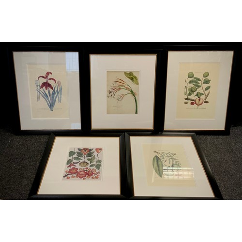 38 - Interior design - a set of five framed reproduction Botanical / Natural History prints, Narcissus Li... 