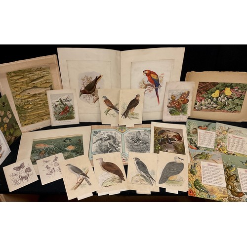 106 - Natural history interest - A small folio of 19th century coloured engravings, and lithographs - Cass... 