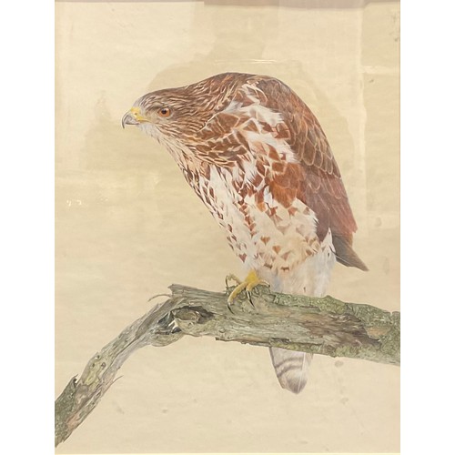 1052 - P Thompson (British, 20th century)
Portrait of a Buzzard, perched on a gnarled branch
signed, waterc... 