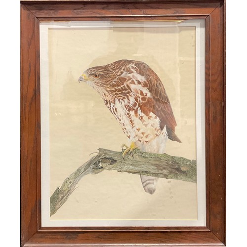 1052 - P Thompson (British, 20th century)
Portrait of a Buzzard, perched on a gnarled branch
signed, waterc... 