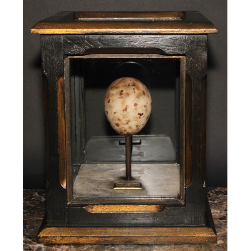 2379 - Natural History, Ornithology - a museum-type birds' egg replica, Golden Eagle (Aquila chrysaetos), t... 