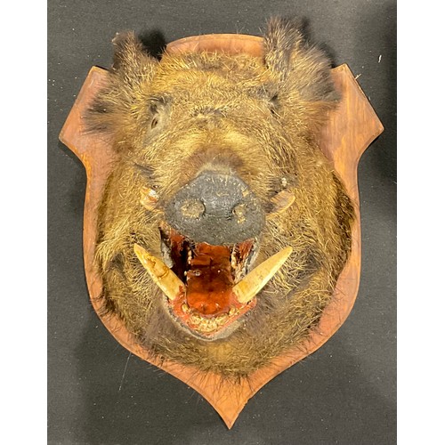 2227 - Taxidermy - a wild boar (Sus scrofa), oak shield shaped mount, 58.5cm high, 47cm wide, 64.5cm deep