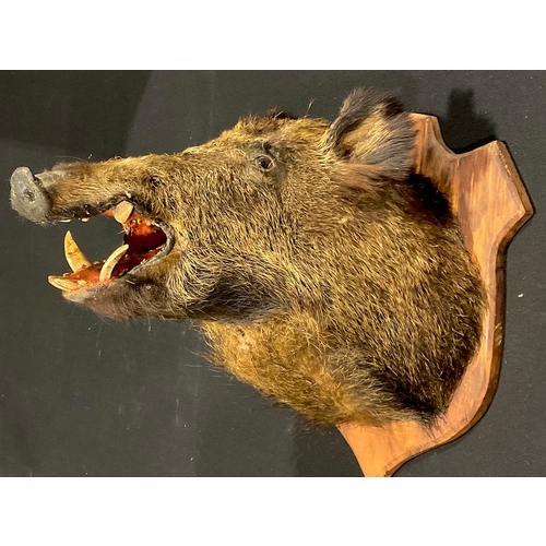 2227 - Taxidermy - a wild boar (Sus scrofa), oak shield shaped mount, 58.5cm high, 47cm wide, 64.5cm deep