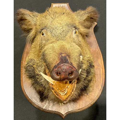 2226 - Taxidermy - a wild boar (Sus scrofa), by A. Choplin, Naturaliste Préparateur, 25 Rue Michelet, Anger... 