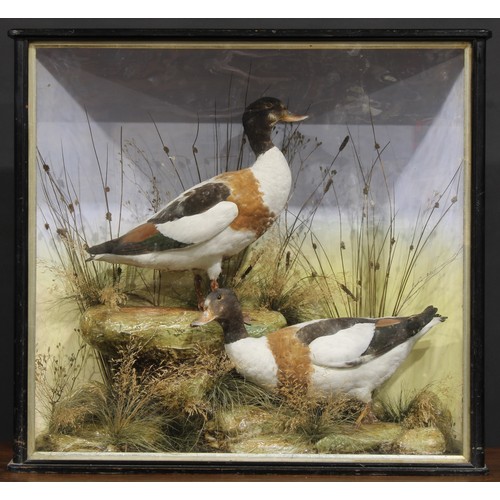 2223 - Taxidermy - a pair of common shelducks, naturalistically mounted, ebonised case, 71cm high, 77.5cm w... 