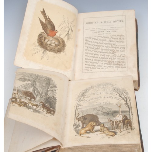 2849 - Natural History – Bicknell (W[illiam] L.) The Natural History of the Sacred Scriptures and Guide to ... 