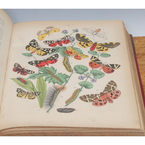 2882 - Natural History, Lepidoptery – Kirby, (William Forsell, FLS, FEntS), European Butterflies and Moths,... 