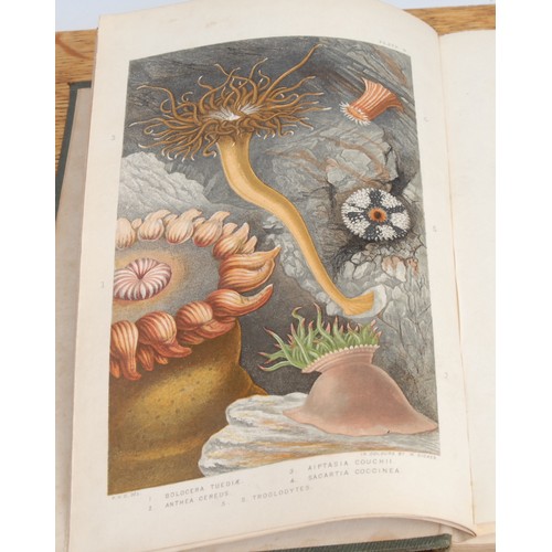 2892 - Natural History, Marine – Gosse (Philip Henry FRS) A History of the British Sea Anemones and Corals,... 