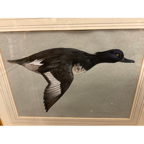 981 - Berrisford Hill (British, 20th Century), Male Tufted Duck in flight, signed, watercolour and gouache... 