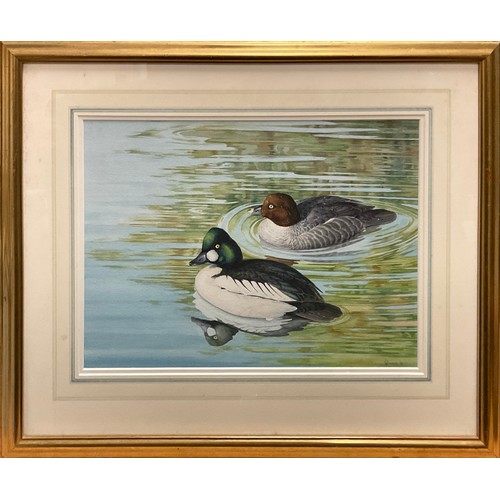 1051 - Owen Williams, Goldeneye pair, signed, watercolour, 27cm x 36.5cm.