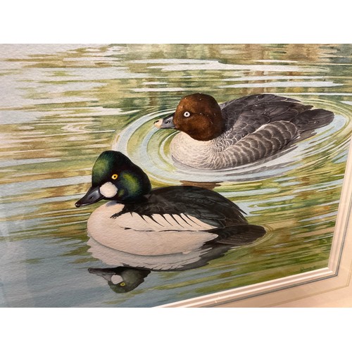 1051 - Owen Williams, Goldeneye pair, signed, watercolour, 27cm x 36.5cm.