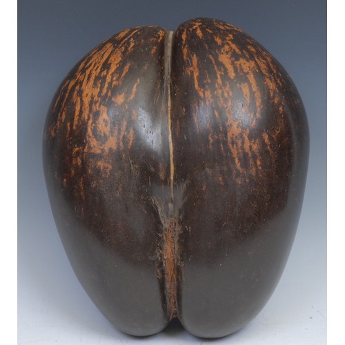 2337 - Natural History - a coco de mer (Lodoicea maldivica), 31.5cm wide