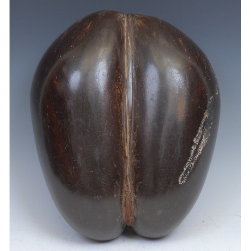 2337 - Natural History - a coco de mer (Lodoicea maldivica), 31.5cm wide