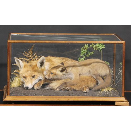 2225 - Taxidermy - a vixen fox and kit, naturalistically mounted, pine case, 33.5cm high, 66cm wide, 46cm d... 