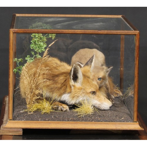 2225 - Taxidermy - a vixen fox and kit, naturalistically mounted, pine case, 33.5cm high, 66cm wide, 46cm d... 