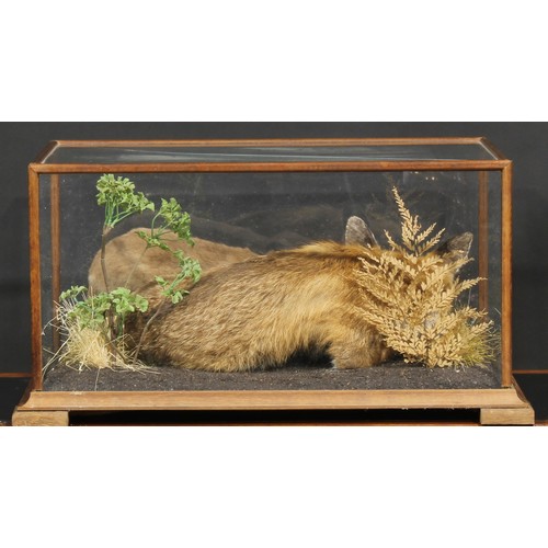 2225 - Taxidermy - a vixen fox and kit, naturalistically mounted, pine case, 33.5cm high, 66cm wide, 46cm d... 